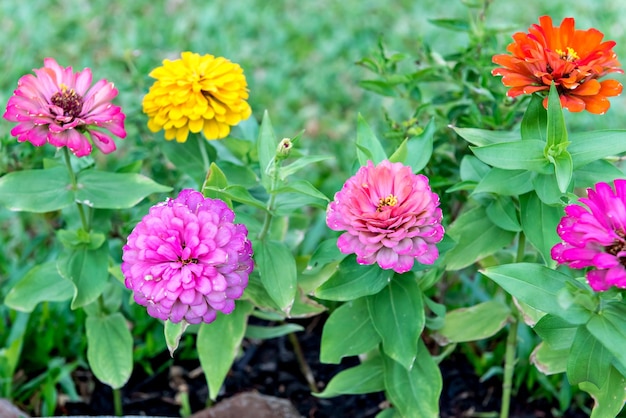 Giardino verde con fiori rosa e gialli