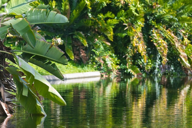 Giardino verde con piante di palma e laghetto