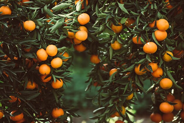 Giardino verde mandarino