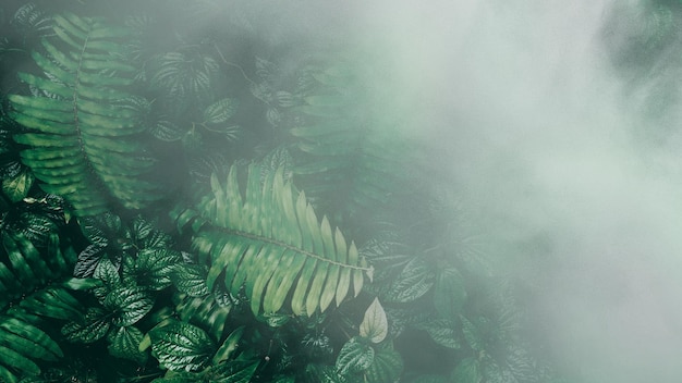 Giardino verticale con foglia verde tropicale con nebbia e pioggia Tonalità scura