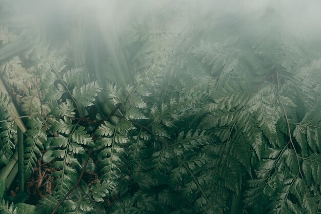 Giardino verticale con foglia verde tropicale con nebbia e pioggia, tono scuro