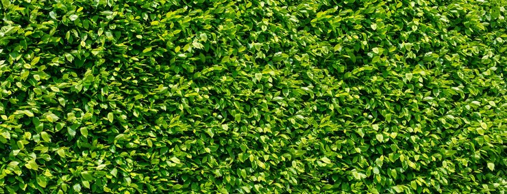 Giardino verticale con foglia verde tropicale, contrasto