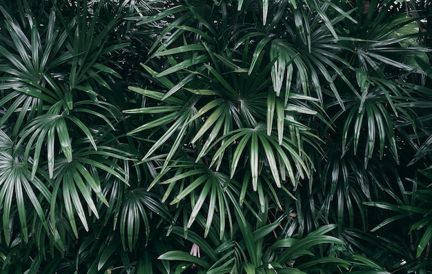 Giardino verticale con foglia verde tropicale, tonalità scura