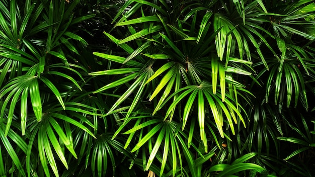 Giardino verticale con foglia verde tropicale