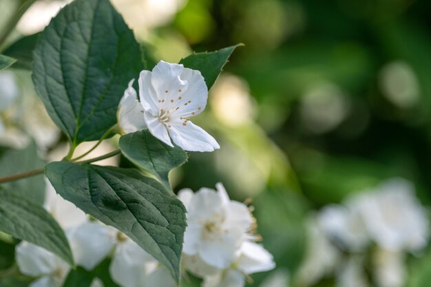 Giasmine bianco in giardino