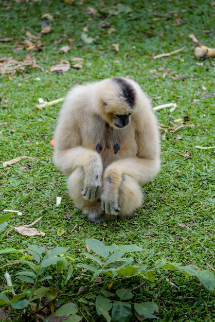 Gibbon a terra con la luce del giorno