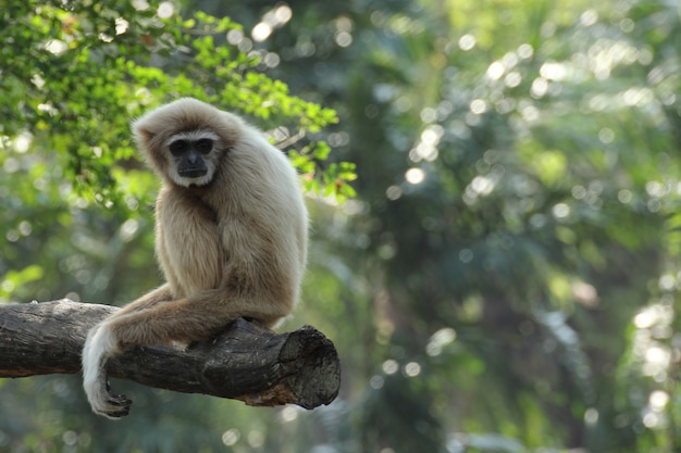 Gibbon bianco