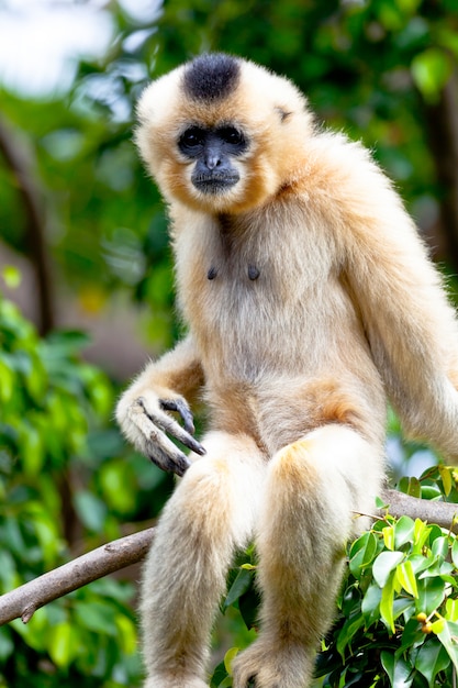 Gibbon di guance dorate, gabriellae di Nomascus