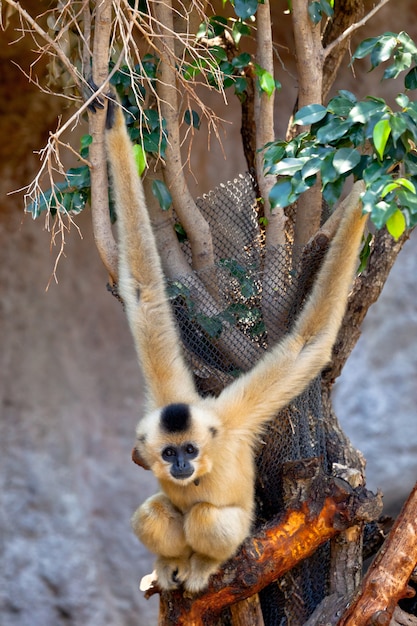 Gibbon di guance dorate, Nomascus gabriellae