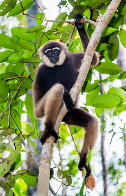 Gibbon è seduto sull'albero. Indonesia. L'isola di Kalimantan. Borneo.
