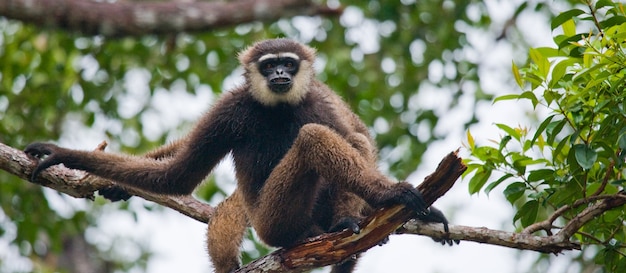 Gibbon è seduto sull'albero. Indonesia. L'isola di Kalimantan. Borneo.