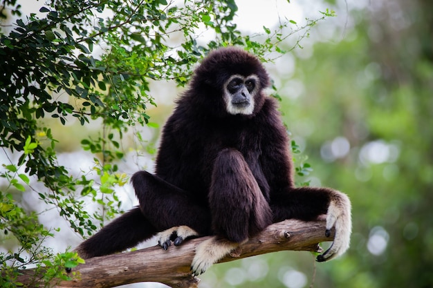 Gibbon sull'albero nello zoo