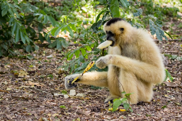 Gibbone dalle guance bianche sulla natura