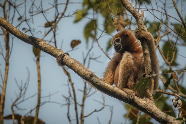 gibbone hoolock alto su un albero scimmia indiana selvaggia nella foresta indiana