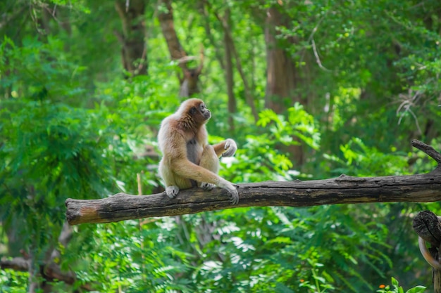 Gibbons si sedette sul legno.