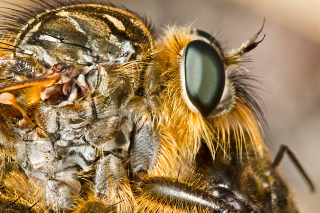 Gigante rapinatore (proctacanthus rodecki)