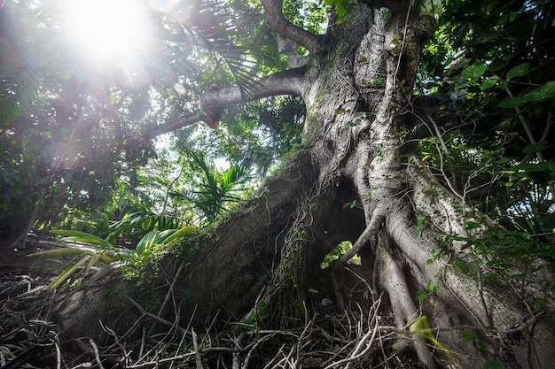 Gigantesco albero enorme a Nassau con cielo blu. Bahamas