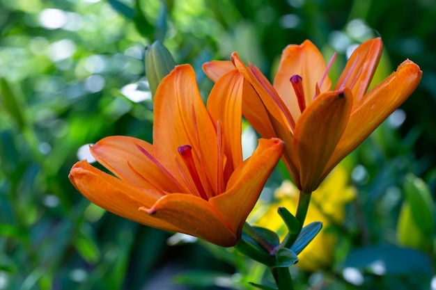 Gigli arancioni in fiore su uno sfondo verde in una fotografia macro di una giornata di sole estivo