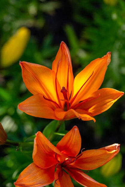 Gigli arancioni in fiore su uno sfondo verde in una fotografia macro di una giornata di sole estivo