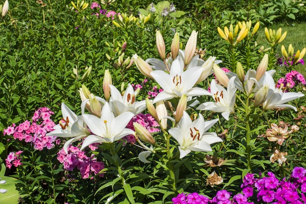 Gigli bianchi e fiori diversi nel giardino estivo.