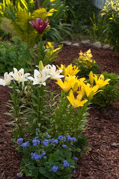 Gigli da giardino di diversi colori sullo sfondo di altre piante e trucioli di legno