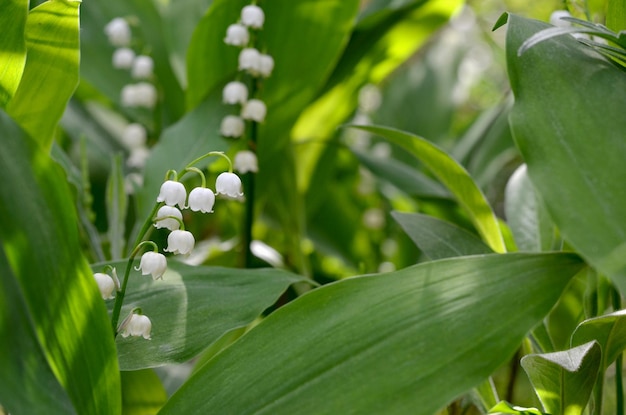 gigli della valle bellissimi fiori bianchi nella foresta i