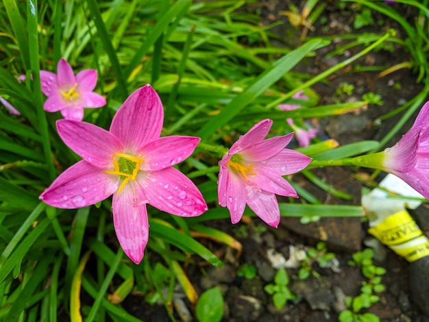 gigli di pioggia rosa.