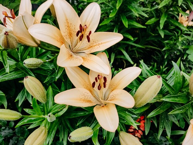 Gigli di tigre gialli in un giardino verde. Concetto di vacanze e primavera. Vista orizzontale superiore copyspace