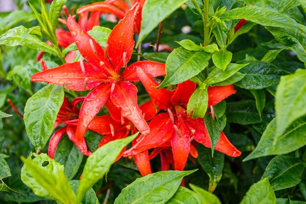 Gigli di tigre rossi selvatici in giardino Lilium lancifolium come sfondo o sfondo