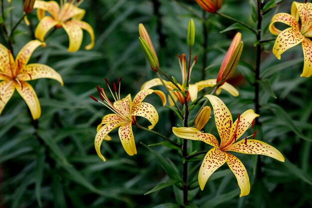 Gigli gialli fiori nel giardino estivo