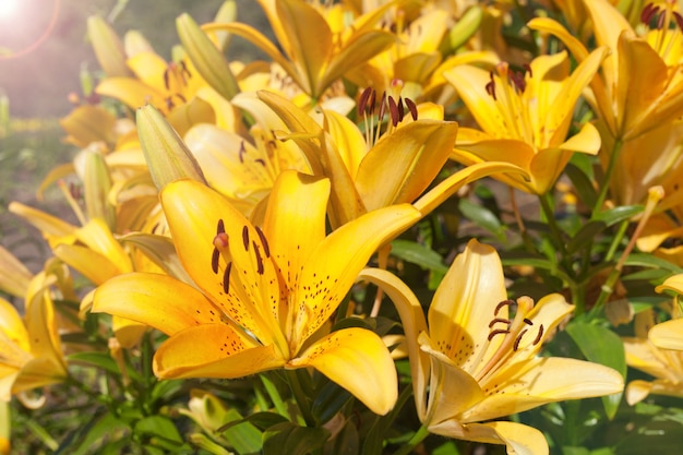 Gigli gialli folwers denominati Fata Morgana che crescono in giardino alla luce del sole.