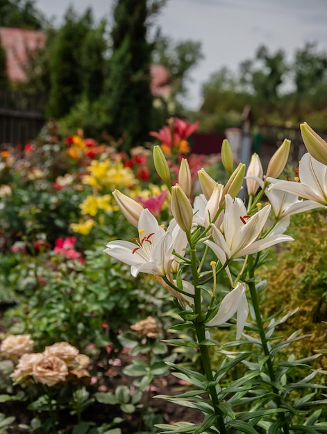 Gigli in fiore nella floricoltura del giardino come hobby