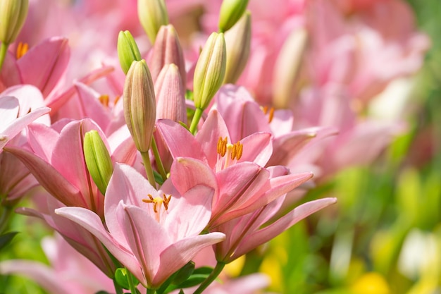 gigli rosa in fiore su un letto di fiori in un parco pubblico in una giornata estiva