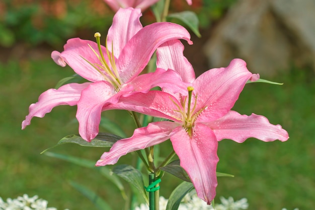 Gigli rosa in giardino