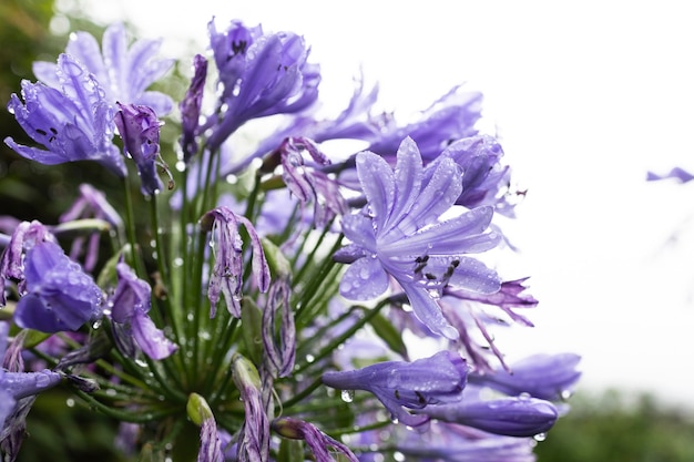 Giglio africano nella pianta da giardino con bellissimi fiori blu violacei