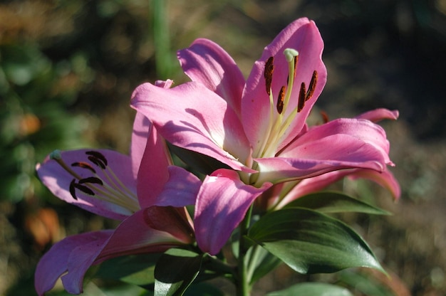 giglio albaretto bellissimo scatto botanico, carta da parati naturale