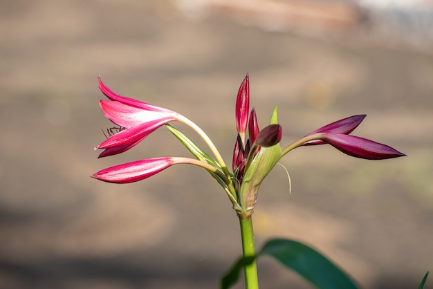 Giglio, bellissimi gigli rosa al sole del mattino in primavera in Brasile, messa a fuoco selettiva.