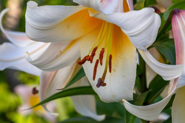 Giglio bianco del fiore su una priorità bassa verde su una fotografia macro di giorno soleggiato di estate.