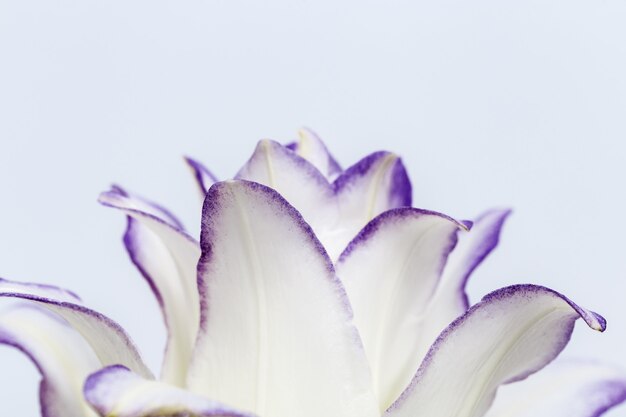 Giglio bianco fiore close up petali di peonia giglio