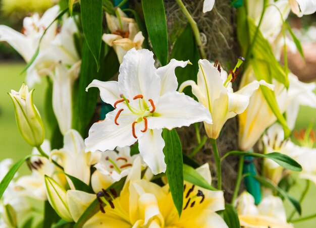 Giglio bianco in giardino