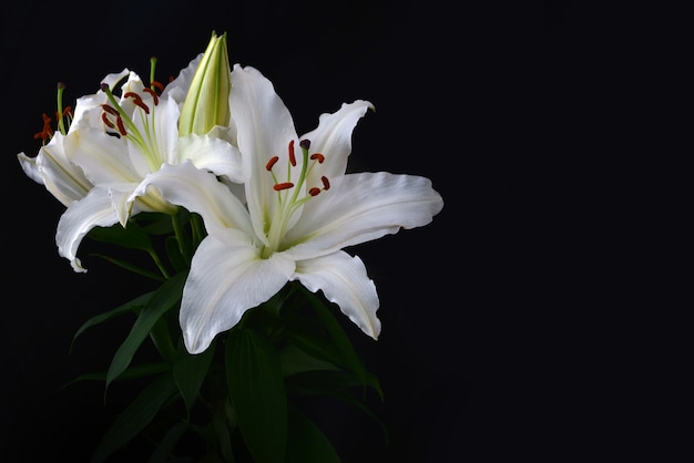 Giglio bianco su sfondo nero