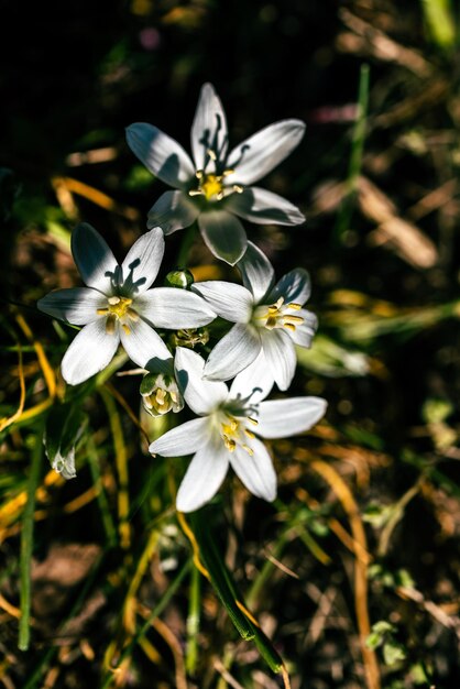 Giglio d'erba Ornithogalum umbellatum Fiori bianchi in primavera