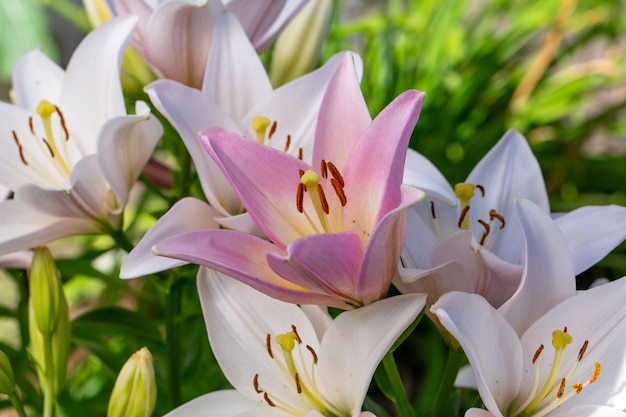 Giglio da giardino con petali bianchi e rosa nella fotografia di primo piano in estate