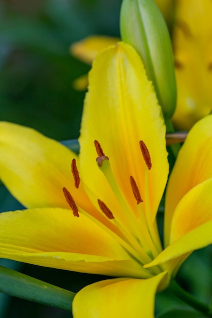 Giglio del giardino fiorito con petali gialli in una fotografia macro della luce del tramonto d'estate