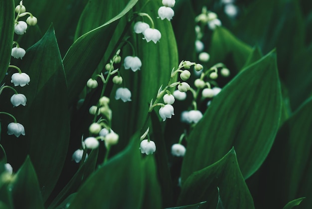 Giglio della valle che fiorisce nella foresta in fiori selvaggi lunatici verde scuro di primavera