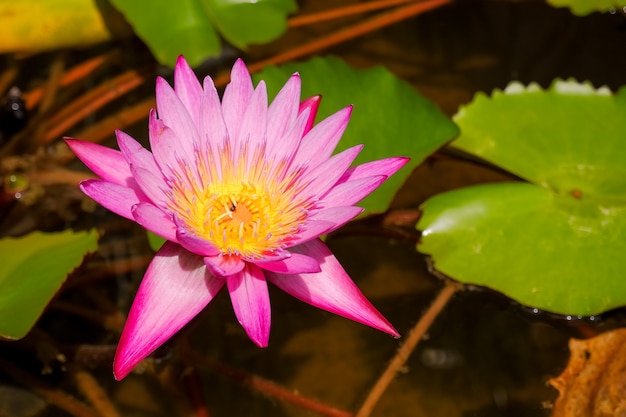 Giglio di acqua rosa di fioritura Fiori di loto che aprono i fiori nella mattina di estate dopo pioggia Fiore e foglie di loto in stagno, lago Giglio di acqua, stagno scuro