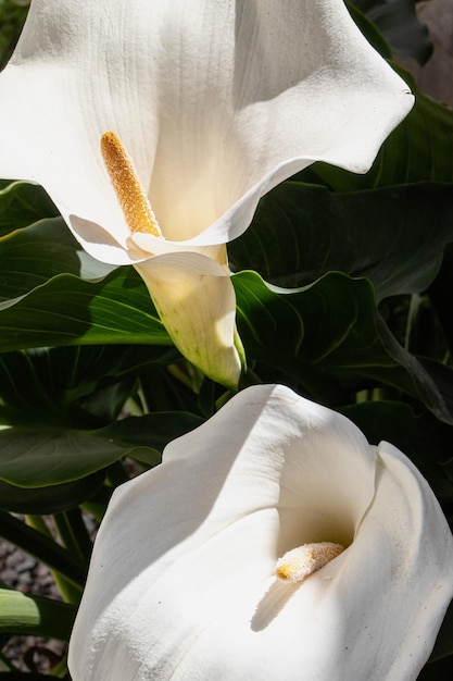 Giglio di calla bianco nel giardino in una giornata di sole