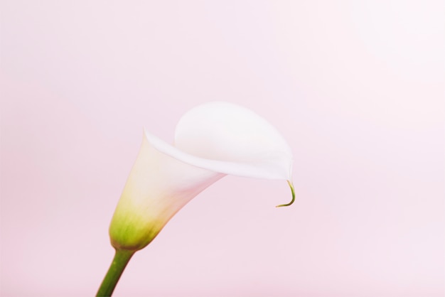 Giglio di calla fiorito elegante e pacifico contro il contesto rosa