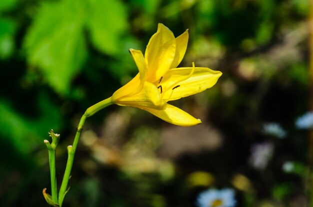 Giglio giallo su un'aiuola in un giardino