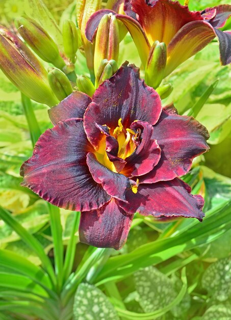 Giglio in fiore nel giardino Hemerocallis Night Ember